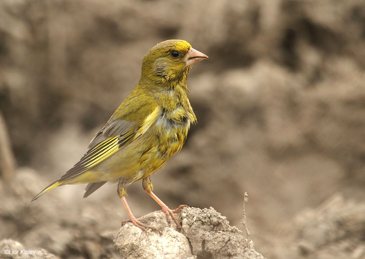   European Greenfinch Carduelis chloris    ,Ramot,Golan 20-03-11   Lior Kislev              